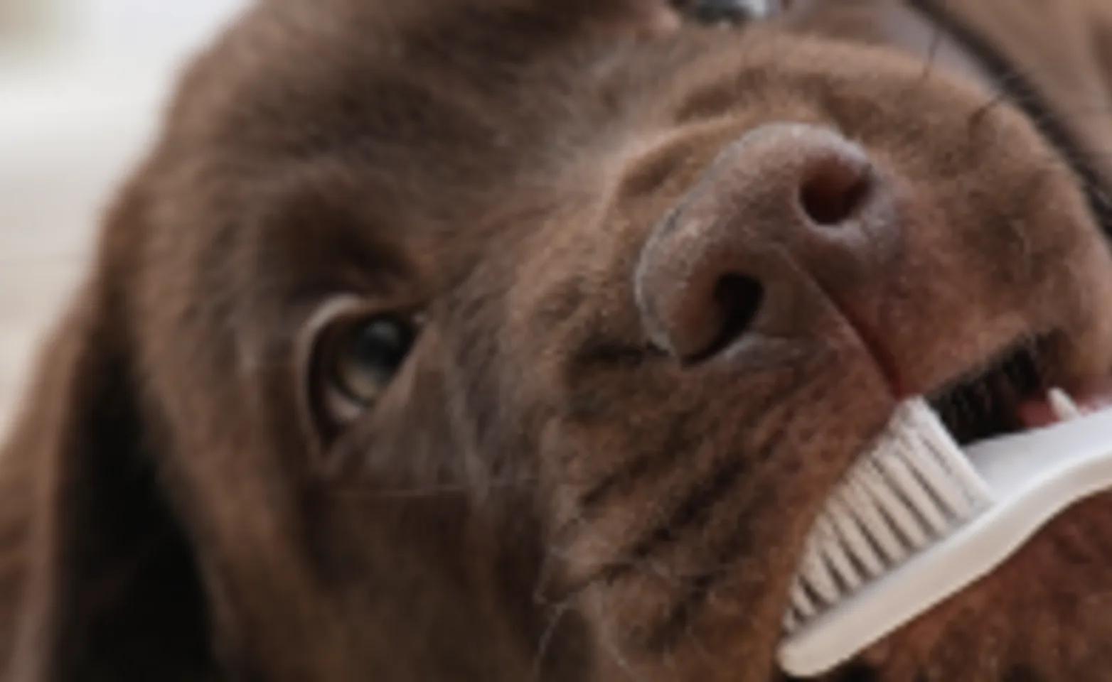 A brown dog laying down and getting their teeth cleaned with a tooth brush.